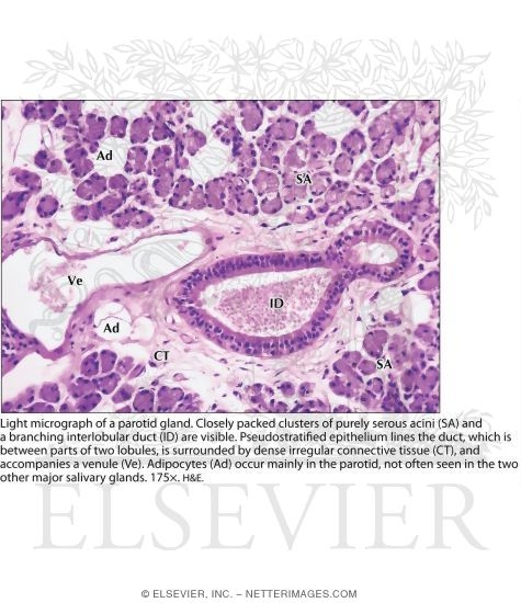 Watermarked preview of labeled image: Light Micrograph of a Parotid Gland