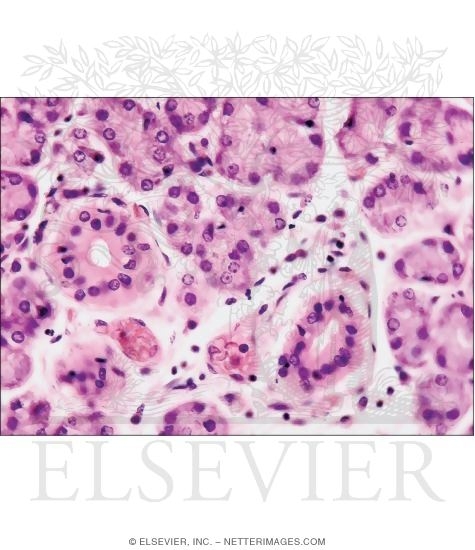 Watermarked preview of unlabeled image: Light Micrograph of a Parotid at Higher Magnification