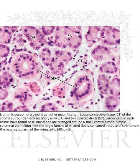 Watermarked preview of labeled image: Light Micrograph of a Parotid at Higher Magnification