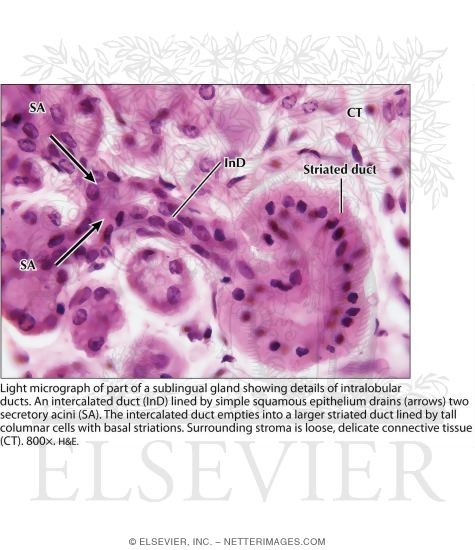 Light Micrograph of Part of a Sublingual Gland Showing Details of Intralobular Ducts