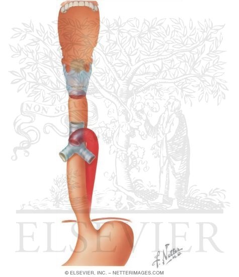 Gross Anatomy of the Esophagus