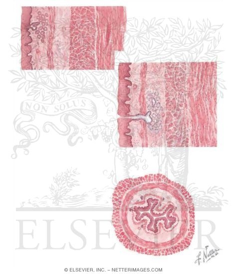 Histology of the Esophagus at Different Levels