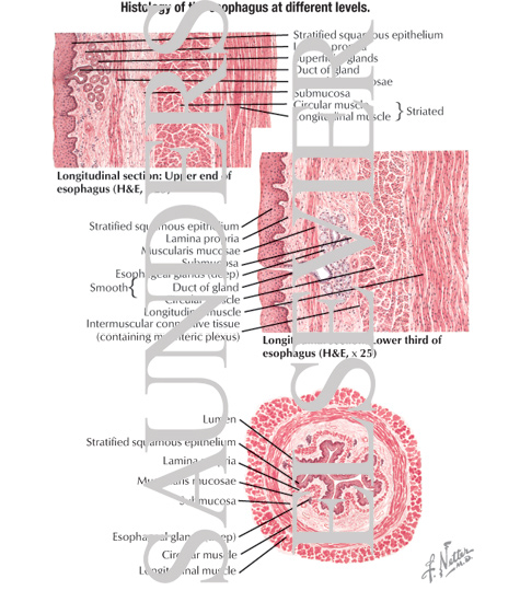 Histology of the Esophagus at Different Levels