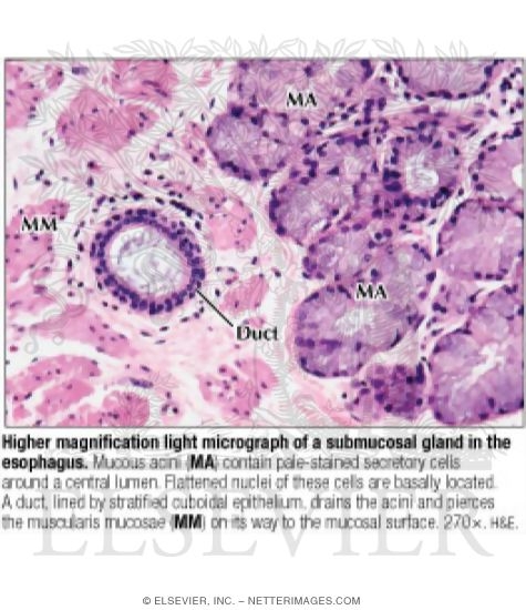 Watermarked preview of labeled image: Higher Magnification Light Micrograph of a Submucosal Gland In the Esophagus