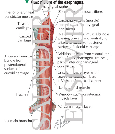 Esophagus