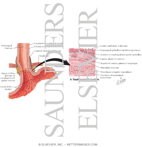 Light Micrograph of the Esophagogastric Junction