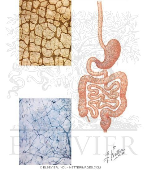Intrinsic Nerve Supply of the Digestive Tract With Light Micrograph of a Myenteric Plexus In the Muscularis Externa of the Esophagus