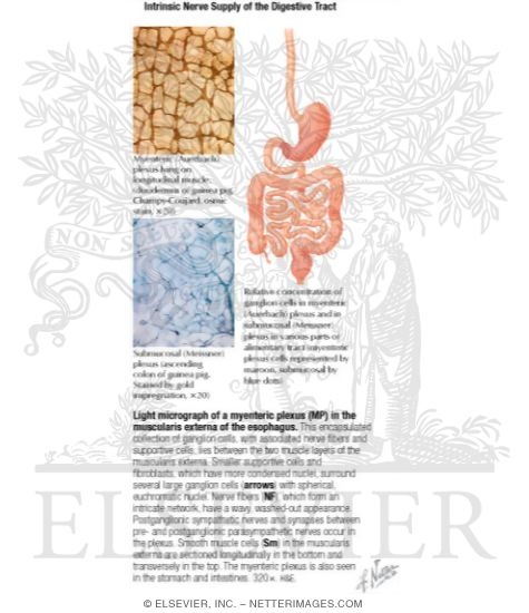 Watermarked preview of labeled image: Intrinsic Nerve Supply of the Digestive Tract With Light Micrograph of a Myenteric Plexus In the Muscularis Externa of the Esophagus