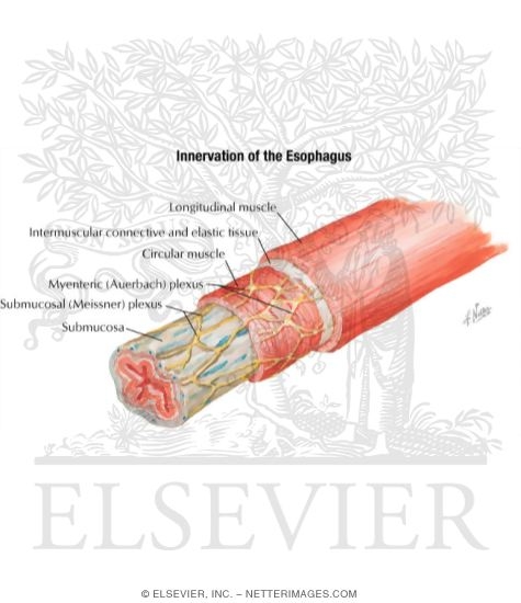 Innervation of the Esophagus