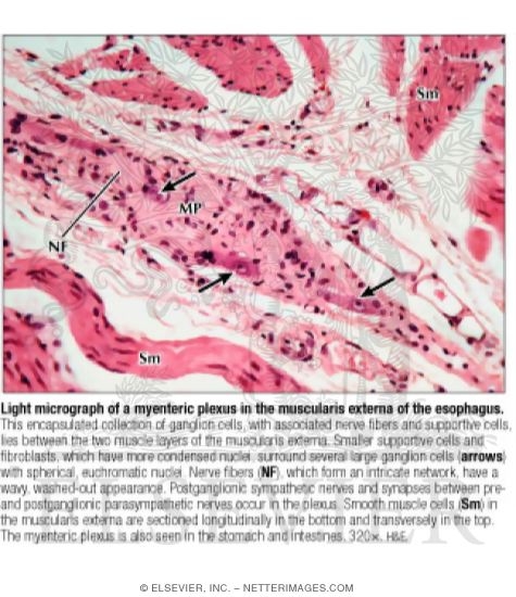 Light Micrograph of a Myenteric Plexus In the Muscularis Externa of the Esophagus