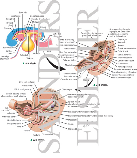 Development of the Foregut, Midgut, and Hindgut
