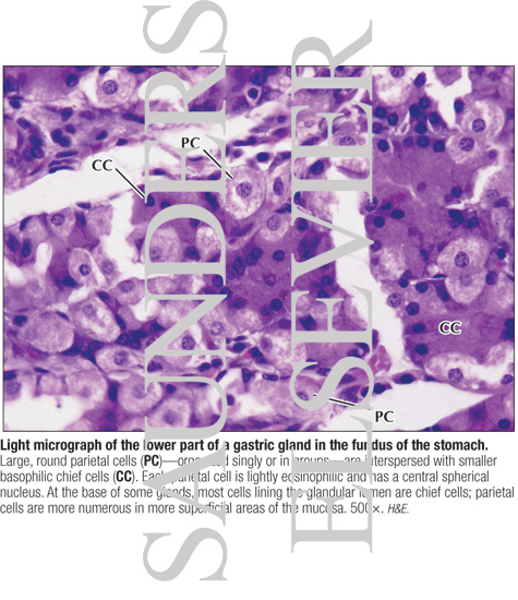 Light Micrograph of the Lower Part of a Gastric Gland In the Fundus of the Stomach