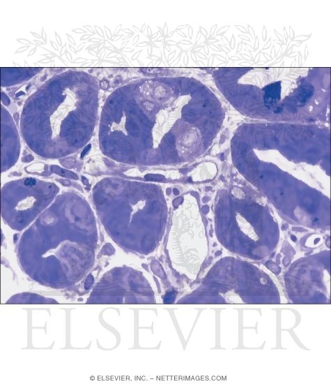 Watermarked preview of unlabeled image: Light Micrograph of Gastric Glands In Transverse Section
