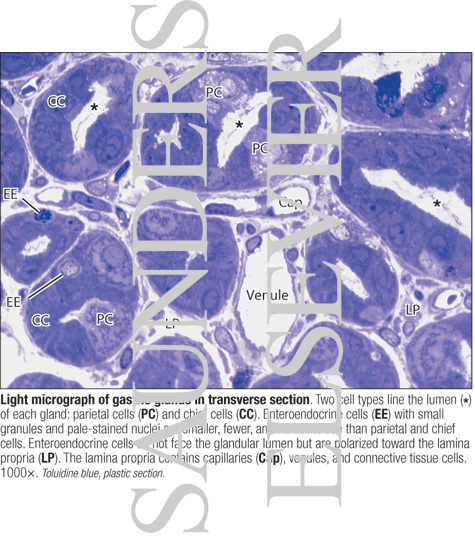 Watermarked preview of labeled image: Light Micrograph of Gastric Glands In Transverse Section