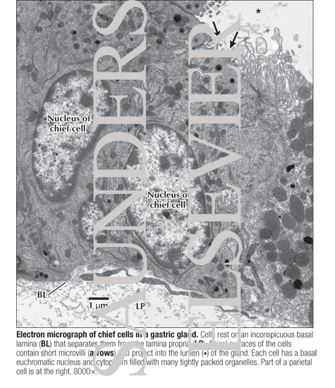 Electron Micrograph of Chief Cells In a Gastric Gland