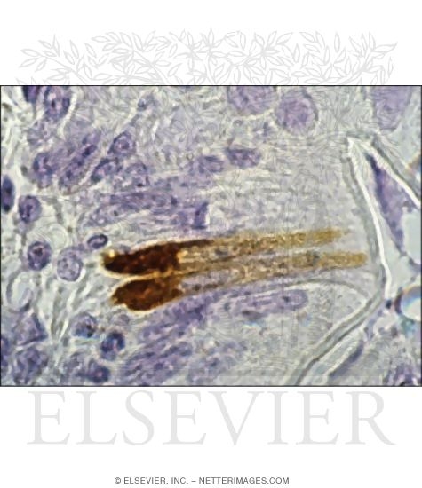 Light Micrograph of Enteroendocrine Cells In the Small Intestine