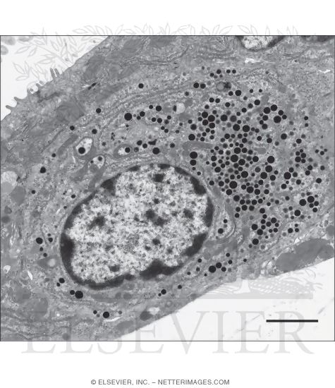 Electron Micrograph of an Enteroendocrine Cell In a Gastric Gland