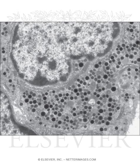 Watermarked preview of unlabeled image: Electron Micrograph of Part of an Enteroendocrine Cell In the Stomach