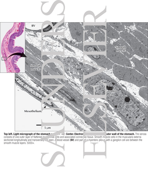 Watermarked preview of labeled image: Light Micrograph of the Stomach Wall With Electron Micrograph of the Outer Wall of the Stomach