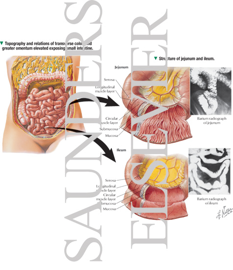 Topography and Relations of Transverse Colon and Greater Omentum Elevated Exposing Small Intestine With Structure of Jejunum and Ileum