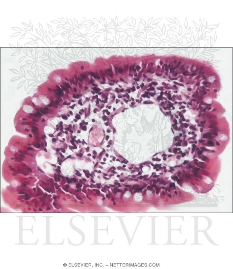 Watermarked preview of unlabeled image: Light Micrograph of a Jejunal Villus In Transverse Section