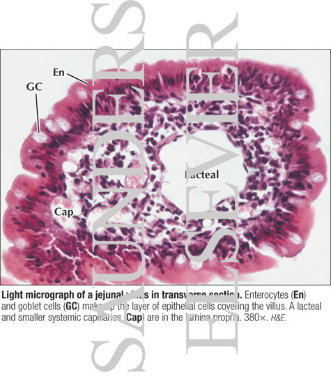 Watermarked preview of labeled image: Light Micrograph of a Jejunal Villus In Transverse Section