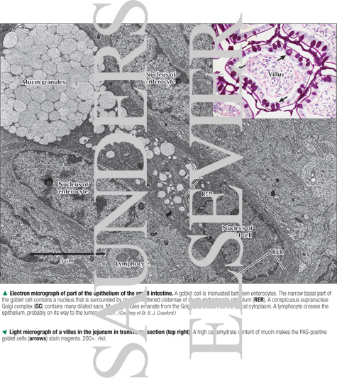 Electron Micrograph of Part of the Epithelium of the Small Intestine With Light Micrograph of a Villus In the Jejunum In Transverse Section (top Right)