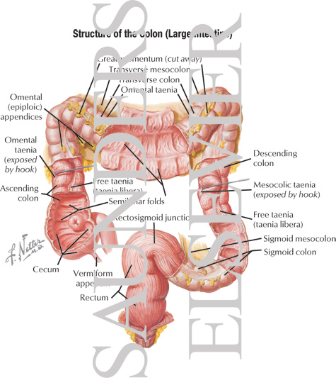 Large Intestine Structure
Mucosa and Musculature of Colon
Mucosa and Musculature of Large Intestine
Structure of Colon