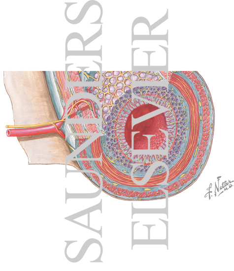 Watermarked preview of unlabeled image: Cross-section of Large Intestine