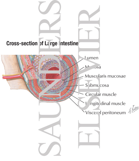 Cross-section of Large Intestine