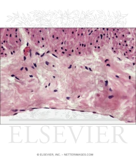 Light Micrograph of the Serosa of the Appendix