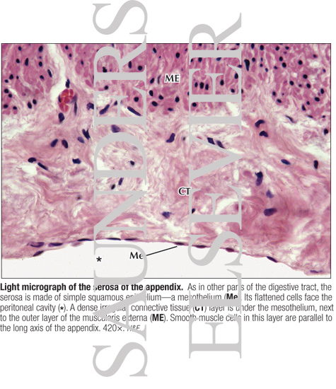 Light Micrograph of the Serosa of the Appendix