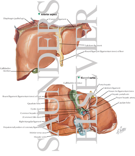 Liver Structure