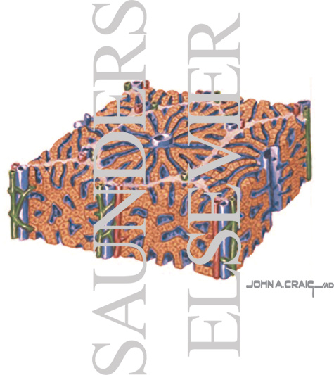 Watermarked preview of labeled image: Hepatic Lobule