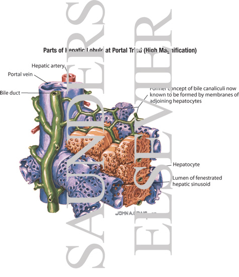 Parts of Hepatic Lobule at Portal Triad (High Magnification)