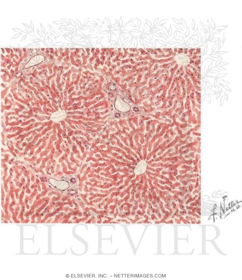 Normal Lobular Pattern With Portal Triad