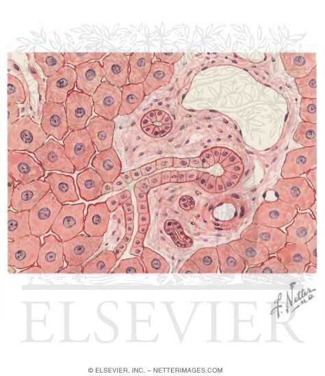 Section of Liver Showing Portal Triad