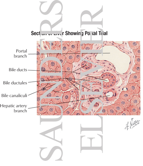 Section of Liver Showing Portal Triad