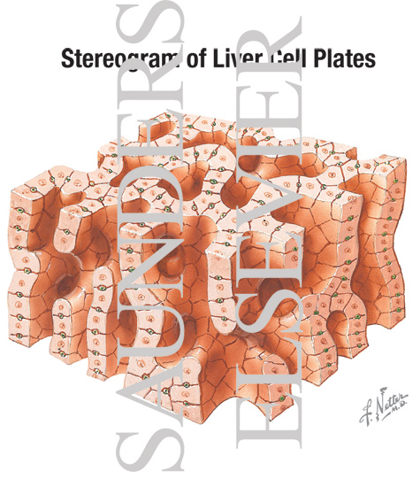 Watermarked preview of labeled image: Stereogram of Liver Cell Plates