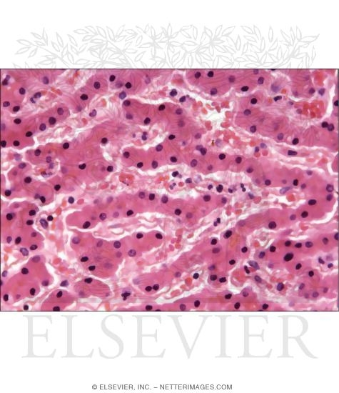 Light Micrograph of the Liver