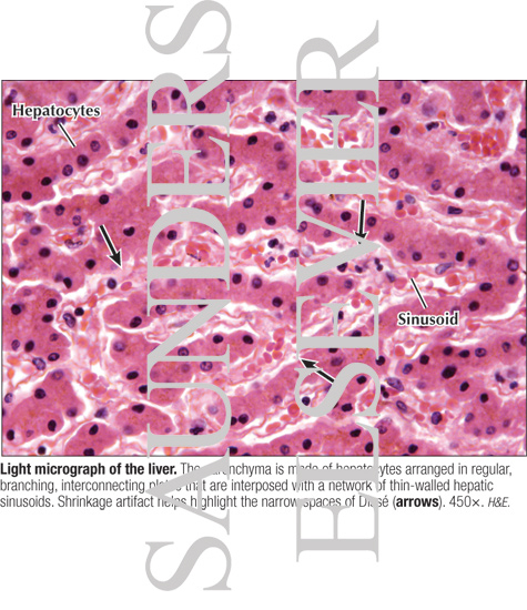 Light Micrograph of the Liver