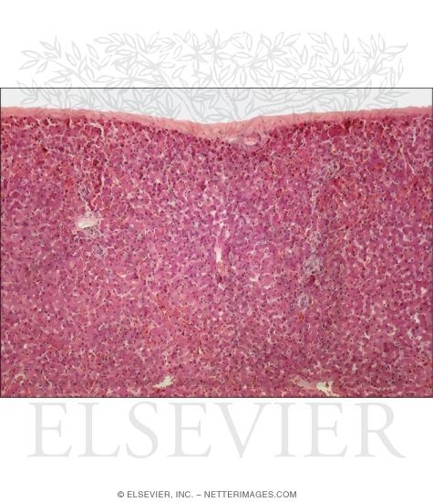 Watermarked preview of unlabeled image: Light Micrograph of the External Aspect of the Liver