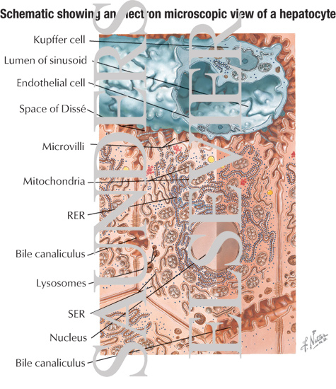 Ultramicroscopic Structure of Normal Liver Cells