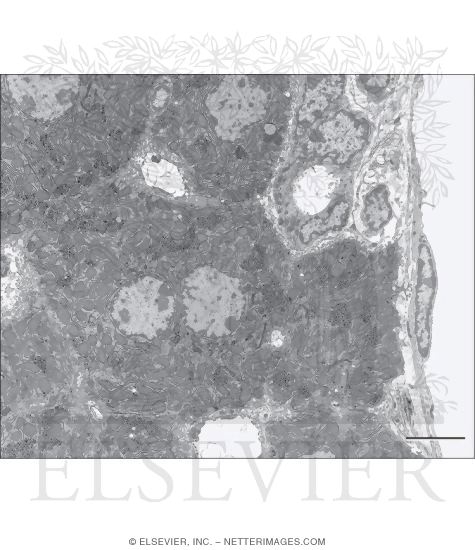 Watermarked preview of unlabeled image: Electron Micrograph of the Hepatic Parenchyma Near a Portal Tract