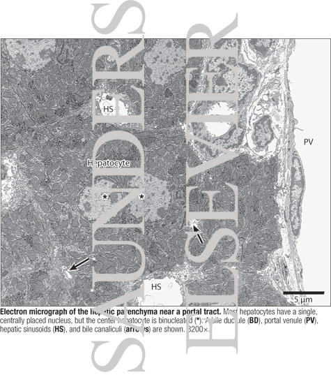 Watermarked preview of labeled image: Electron Micrograph of the Hepatic Parenchyma Near a Portal Tract