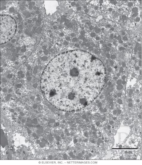 Electron Micrograph of a Hepatocyte and Its Relationship to Surrounding Structures