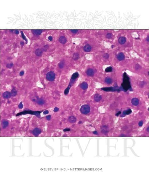 Watermarked preview of unlabeled image: Light Micrograph of Kupffer Cells In Rat Liver