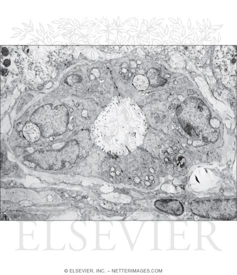 Watermarked preview of unlabeled image: Electron Micrograph of a Bile Ductule In a Portal Tract Intransverse Section