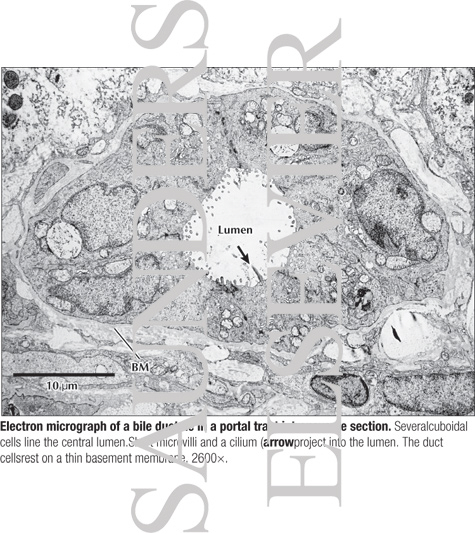 Watermarked preview of labeled image: Electron Micrograph of a Bile Ductule In a Portal Tract Intransverse Section