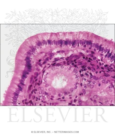 Watermarked preview of unlabeled image: Light Micrograph of the Gallbladder Mucosa In the Neck Region